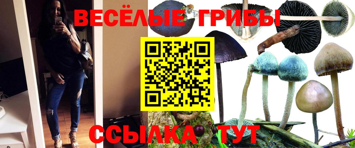 Псилоцибиновые грибы Cubensis  Вход с VPN  Галлюциногенные грибы Psilocybe  Лесной 